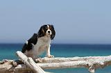 CAVALIER KING CHARLES 106